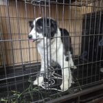 neugle pet 경남 창원1 2026 00261