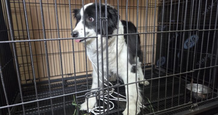 neugle pet 경남 창원1 2026 00261