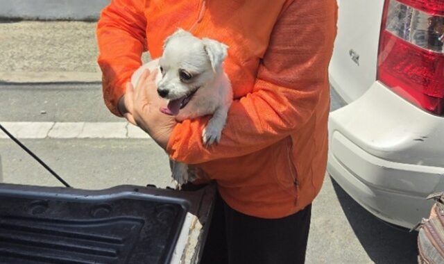 neugle pet 경남 창원1 2026 00262