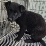 neugle pet 경남 통영 2026 00039