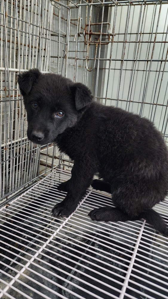 neugle pet 경남 통영 2026 00039