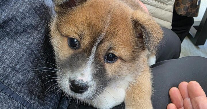 neugle pet 경남 통영 2026 00040