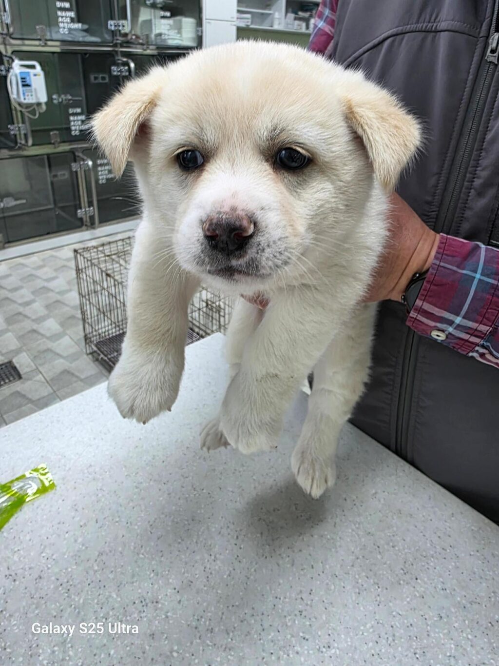 neugle pet 경남 통영 2026 00041