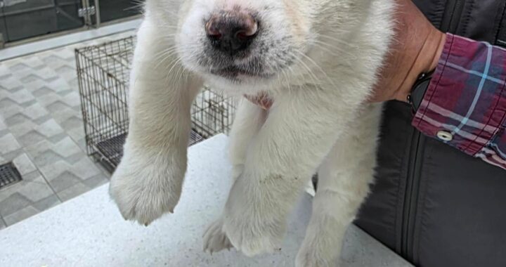 neugle pet 경남 통영 2026 00041