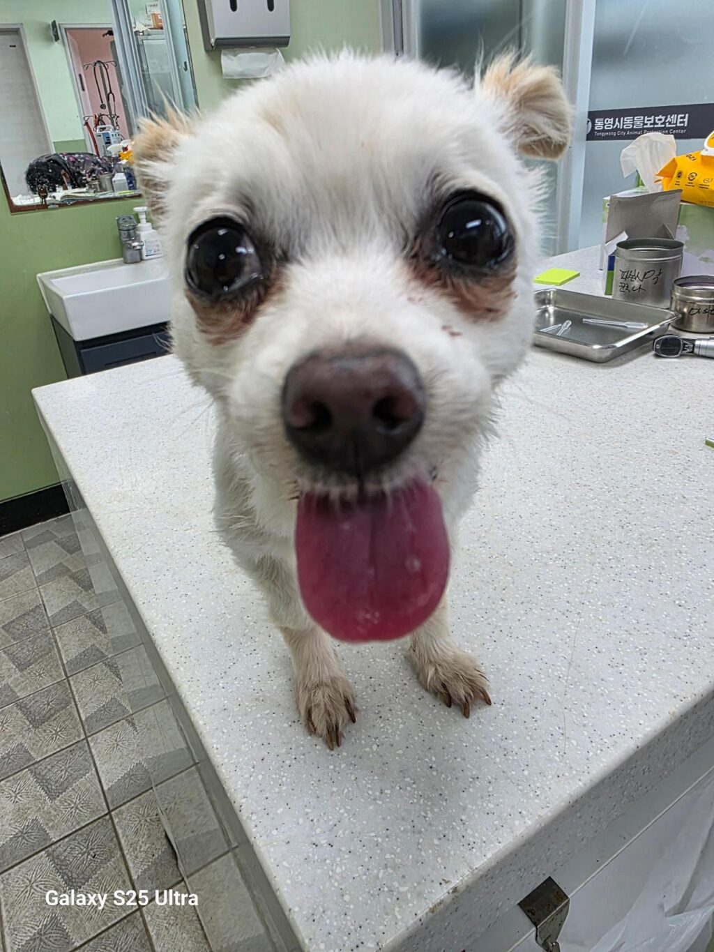 neugle pet 경남 통영 2026 00042