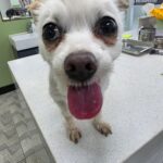 neugle pet 경남 통영 2026 00042