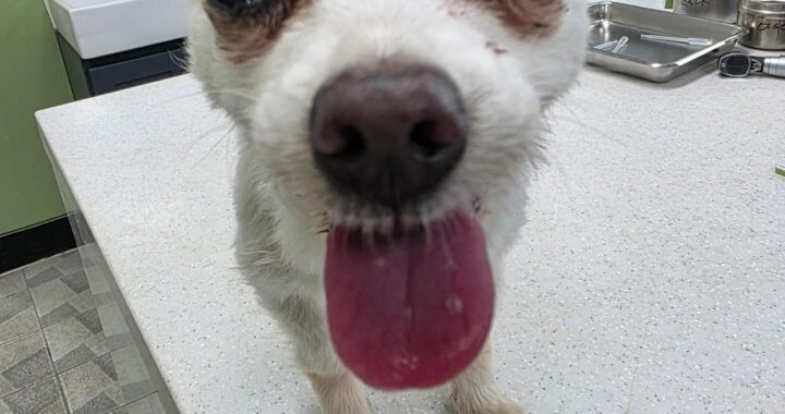 neugle pet 경남 통영 2026 00042