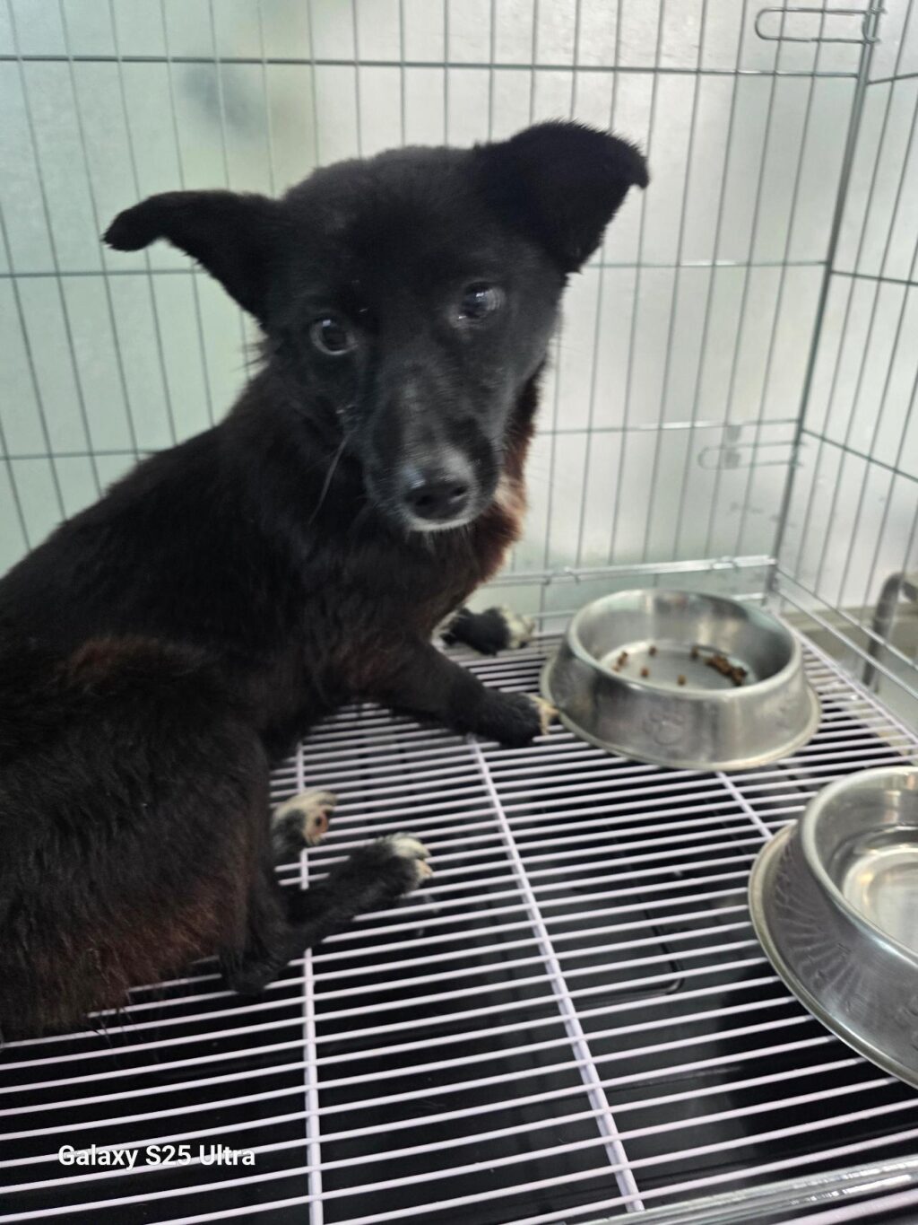 neugle pet 경남 통영 2026 00043