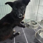 Sora's Silent Plea: A Two-Year-Old 믹스견 Seeks Hope Through International Adoption from South Korea 13 neugle pet 경남 통영 2026 00043