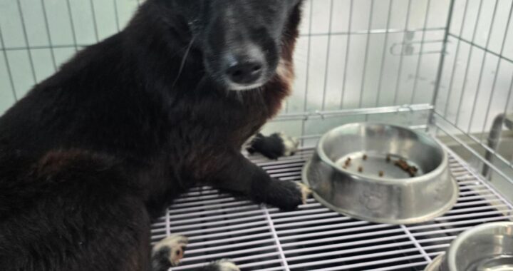 neugle pet 경남 통영 2026 00043