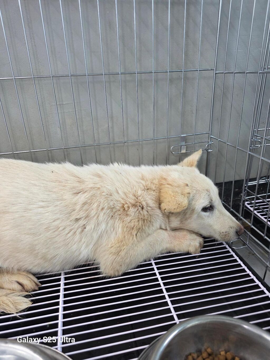 neugle pet 경남 통영 2026 00044