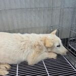 neugle pet 경남 통영 2026 00044