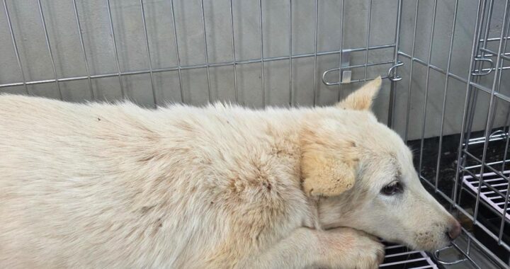 neugle pet 경남 통영 2026 00044