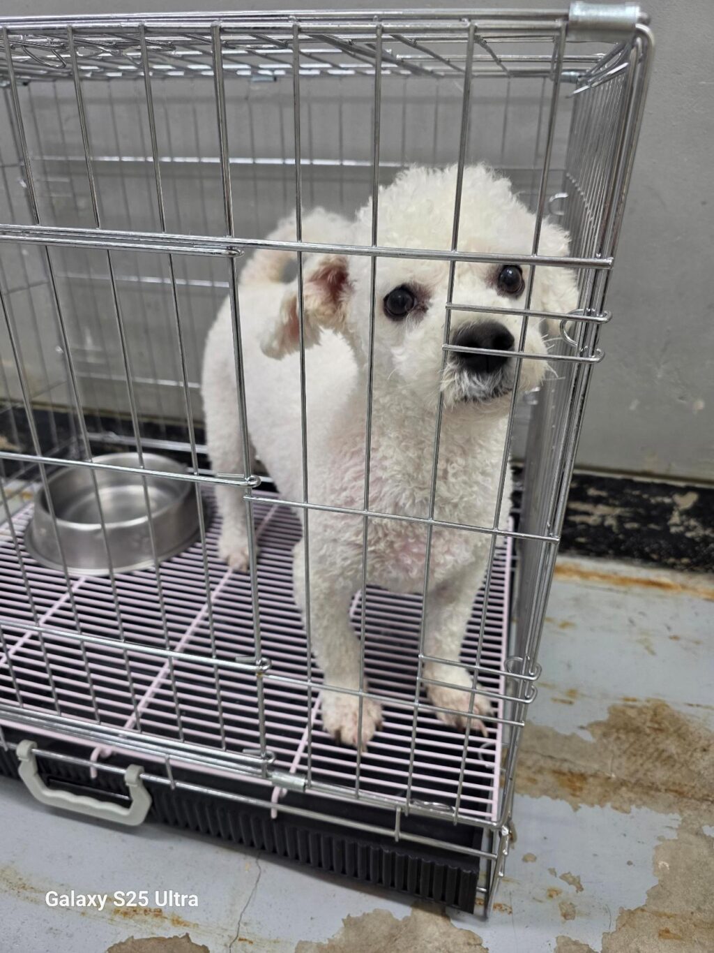 neugle pet 경남 통영 2026 00045