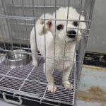 neugle pet 경남 통영 2026 00045