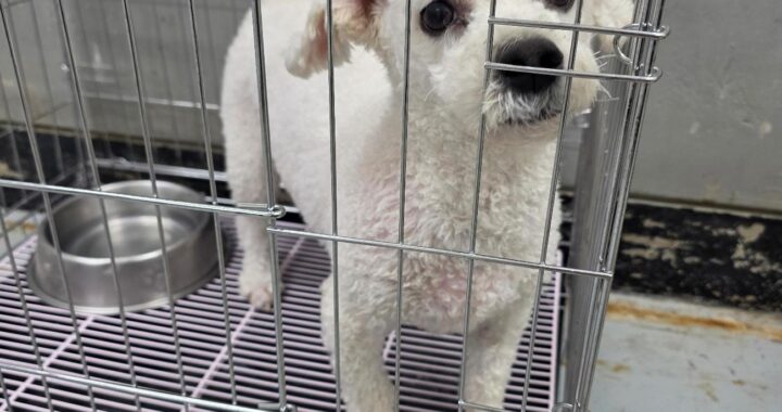 neugle pet 경남 통영 2026 00045