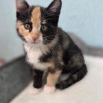 neugle pet 경남 통영 2026 00054