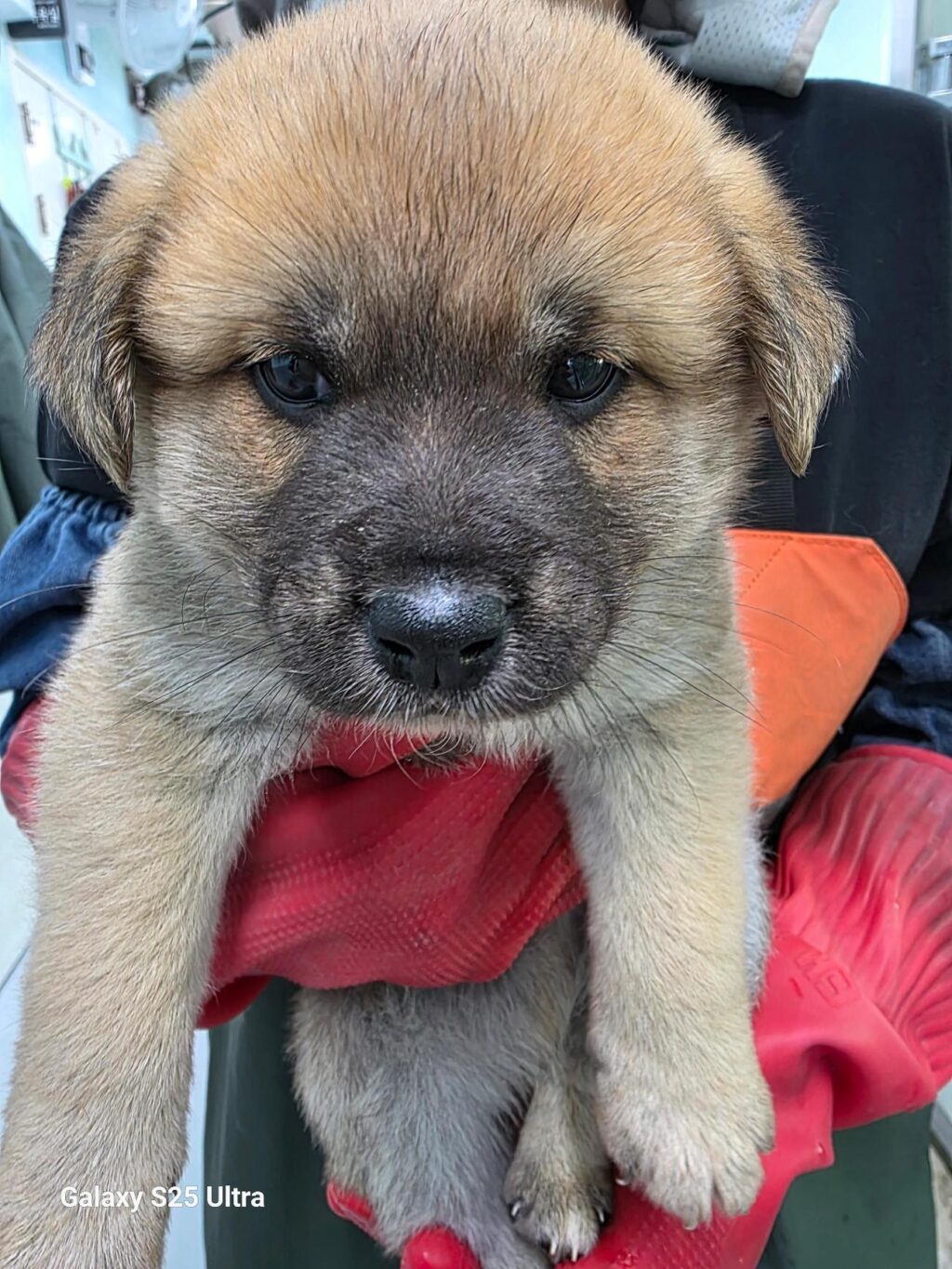 neugle pet 경남 통영 2026 00055