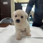 neugle pet 경남 하동 2026 00068