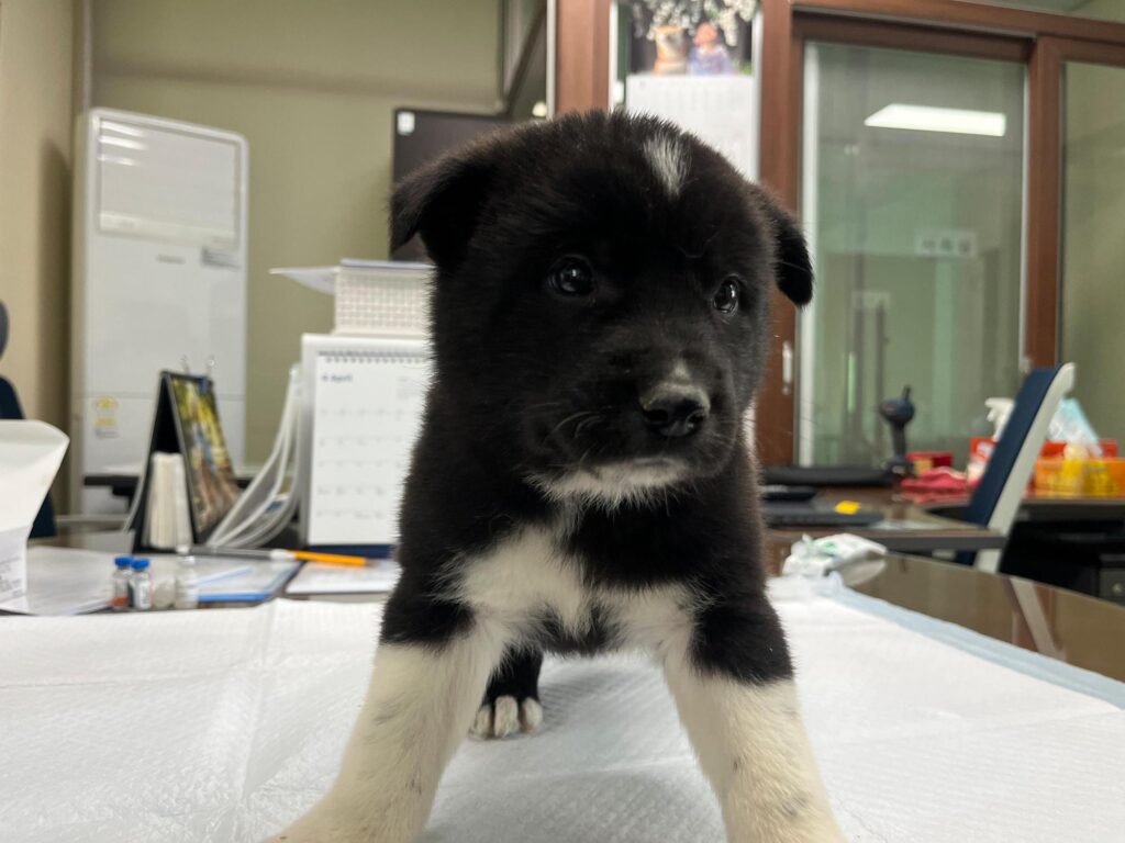 neugle pet 경남 하동 2026 00071