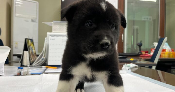 neugle pet 경남 하동 2026 00071