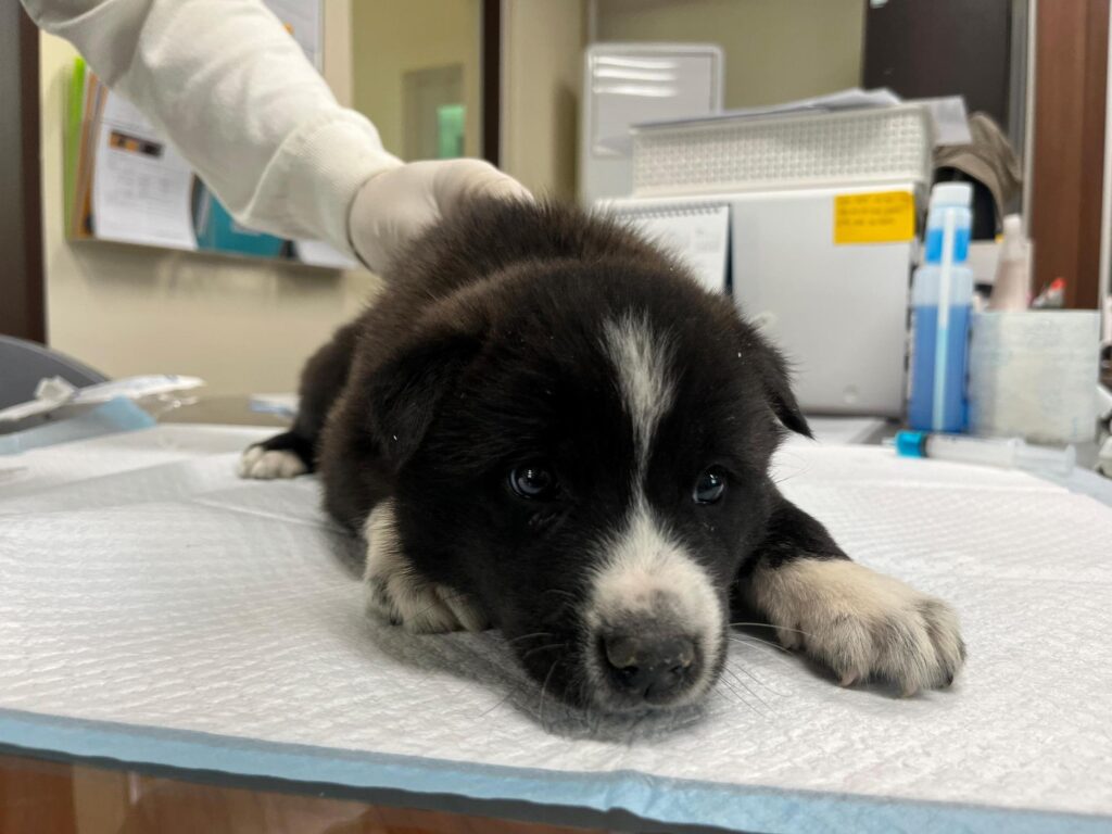 neugle pet 경남 하동 2026 00072