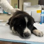 neugle pet 경남 하동 2026 00072