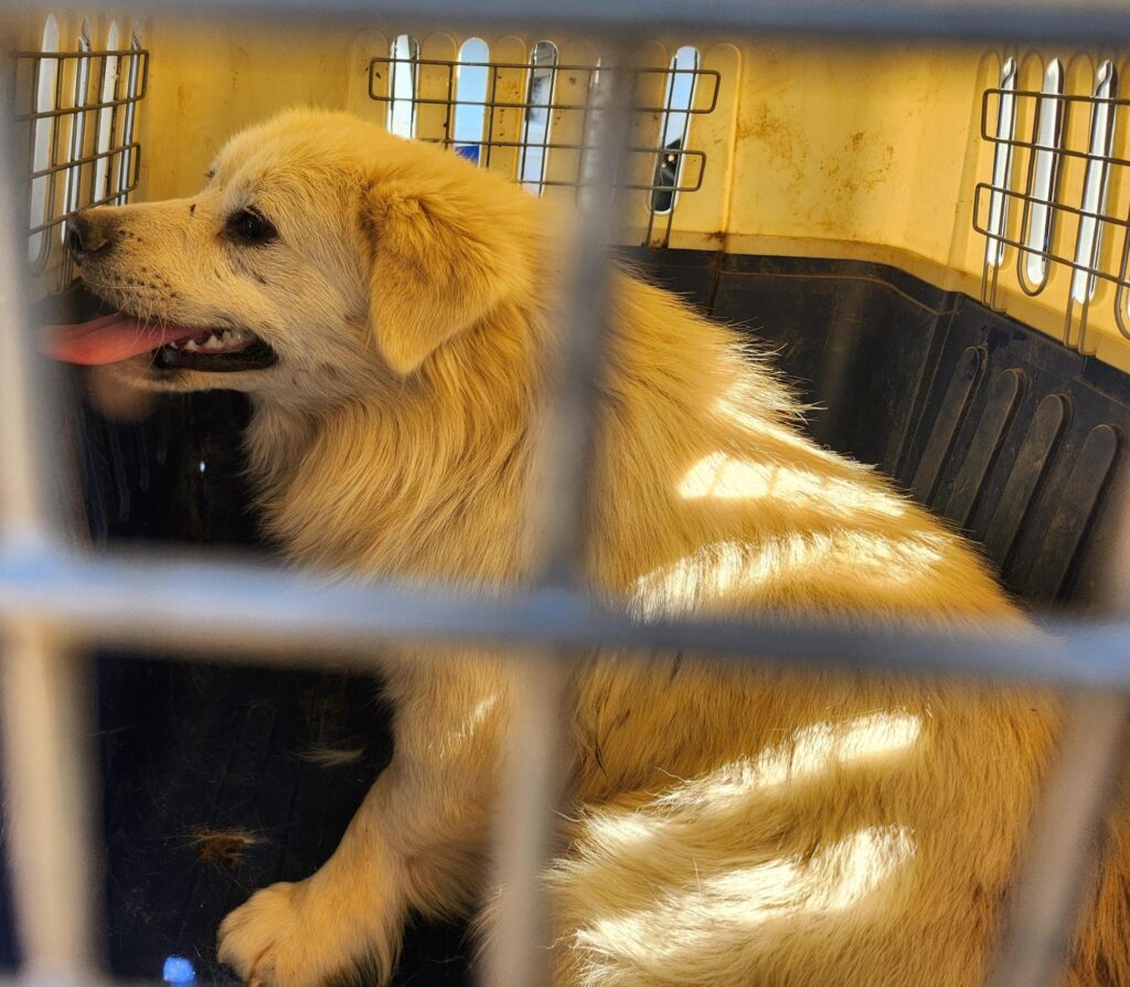 neugle pet 경남 함안 2026 00075