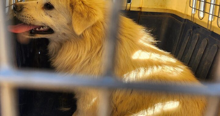 neugle pet 경남 함안 2026 00075