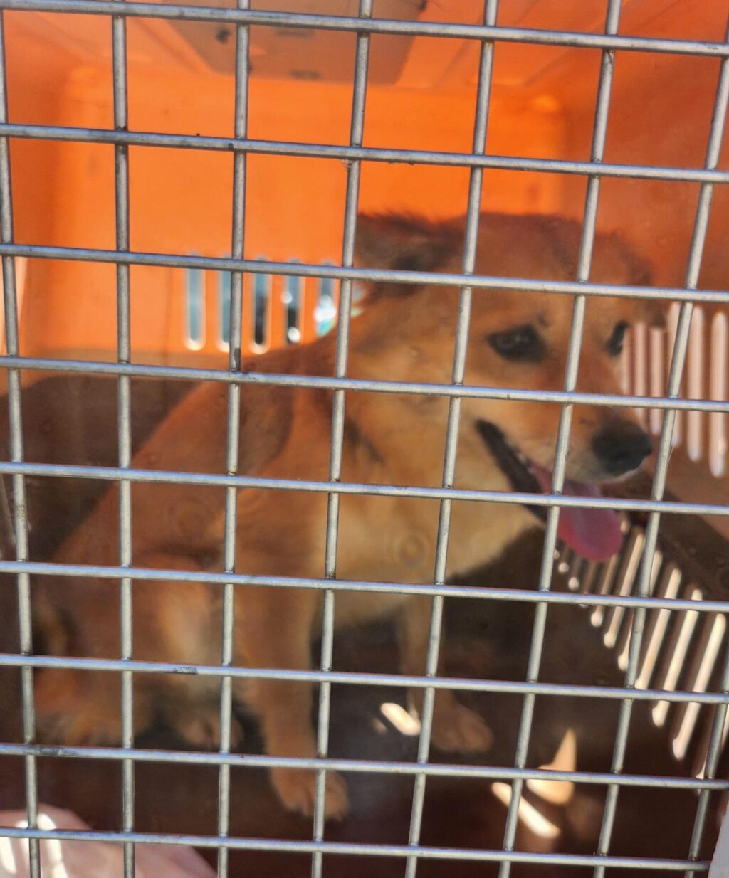 neugle pet 경남 함안 2026 00077