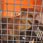 Somi: A Timid Soul's Journey from Hoarder Horror to Hope in South Korea 13 neugle pet 경남 함안 2026 00077