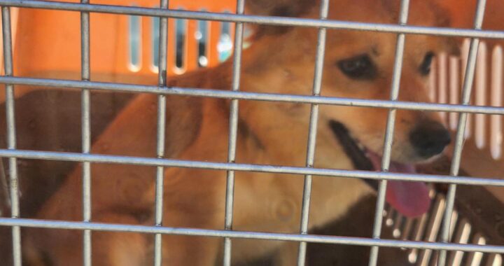 neugle pet 경남 함안 2026 00077