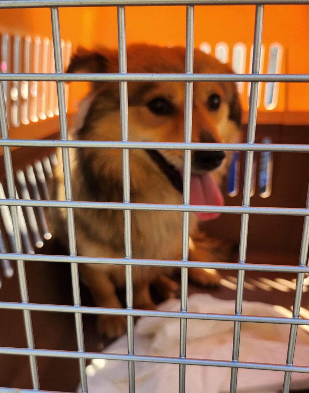 neugle pet 경남 함안 2026 00078