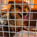 neugle pet 경남 함안 2026 00078