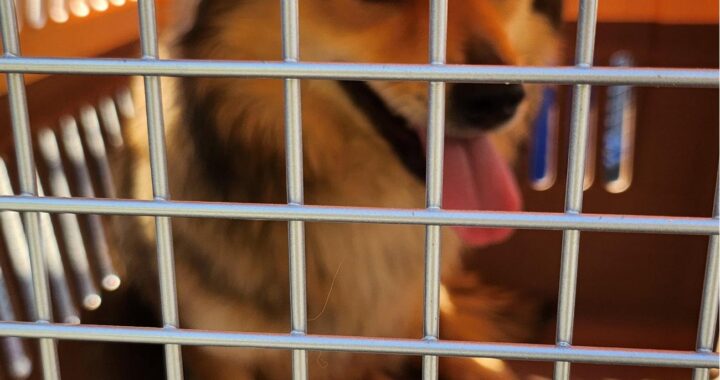 neugle pet 경남 함안 2026 00078