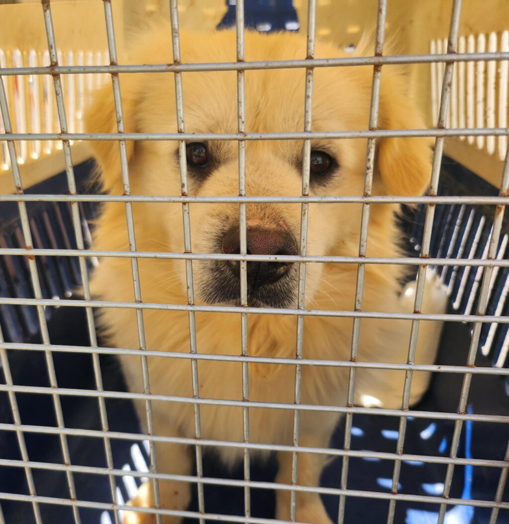 neugle pet 경남 함안 2026 00079