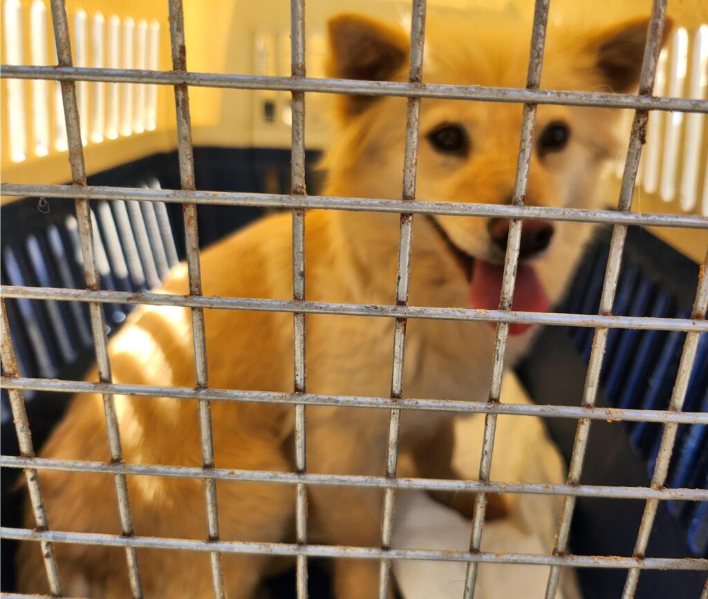 neugle pet 경남 함안 2026 00080