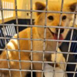 neugle pet 경남 함안 2026 00080