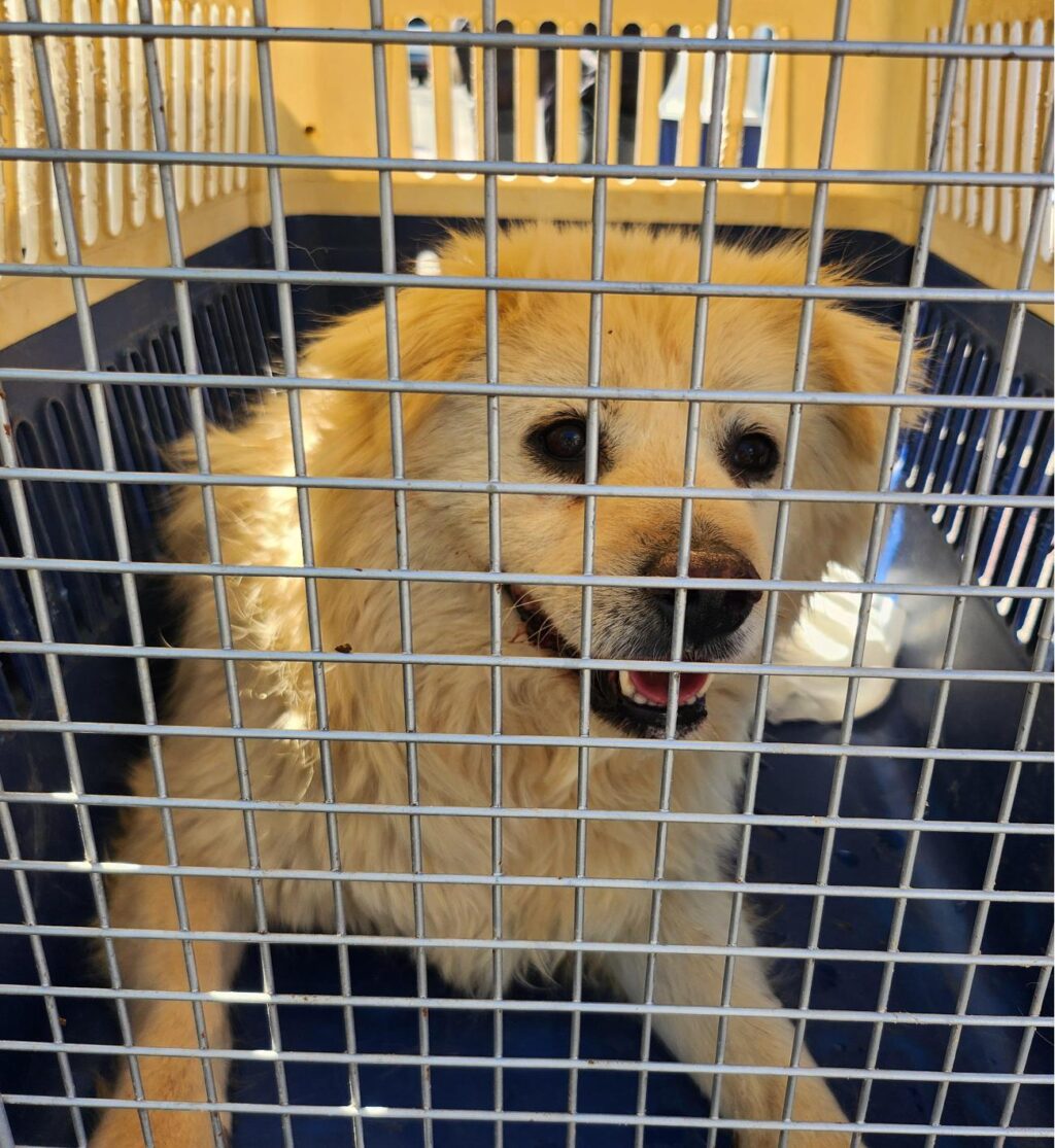 neugle pet 경남 함안 2026 00081