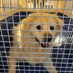 neugle pet 경남 함안 2026 00081