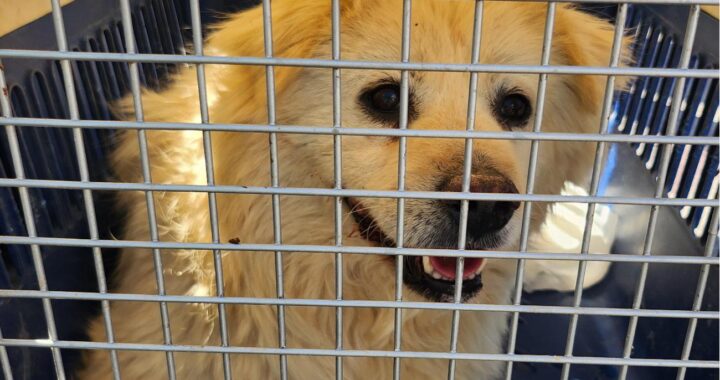 neugle pet 경남 함안 2026 00081