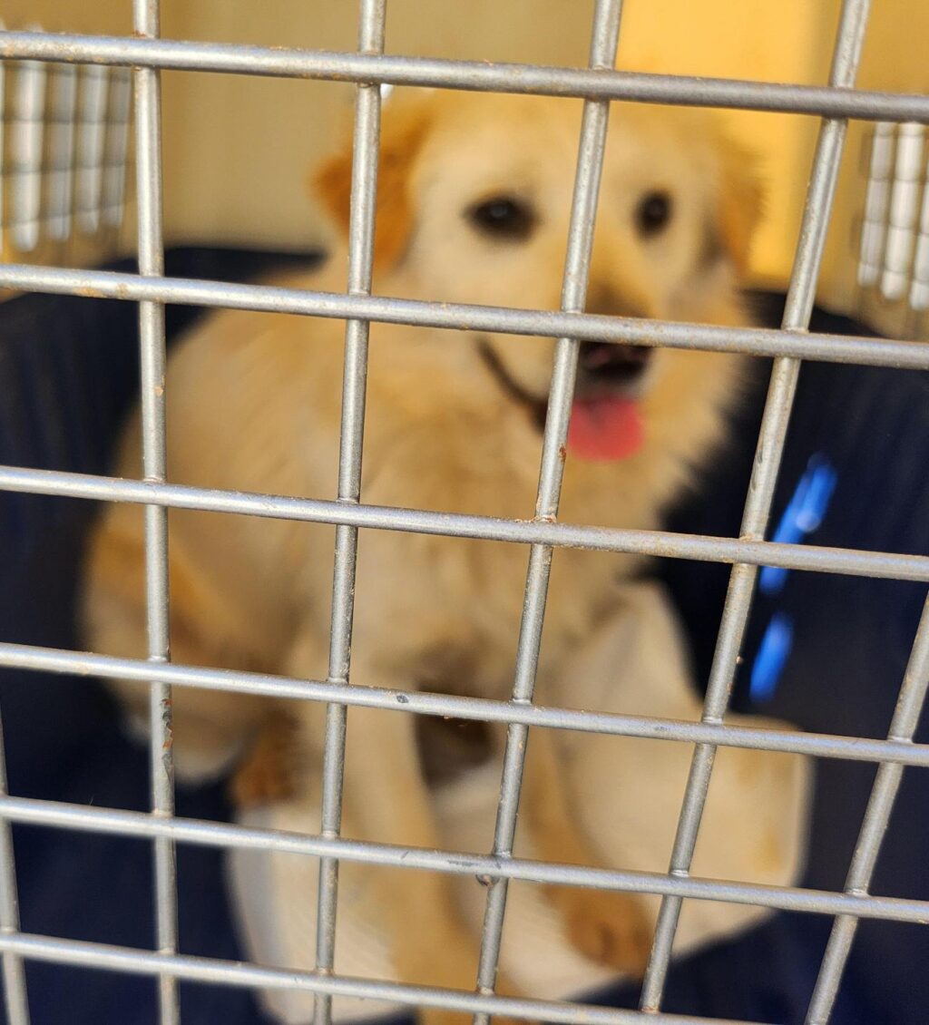 neugle pet 경남 함안 2026 00082