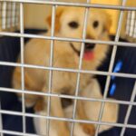 neugle pet 경남 함안 2026 00082