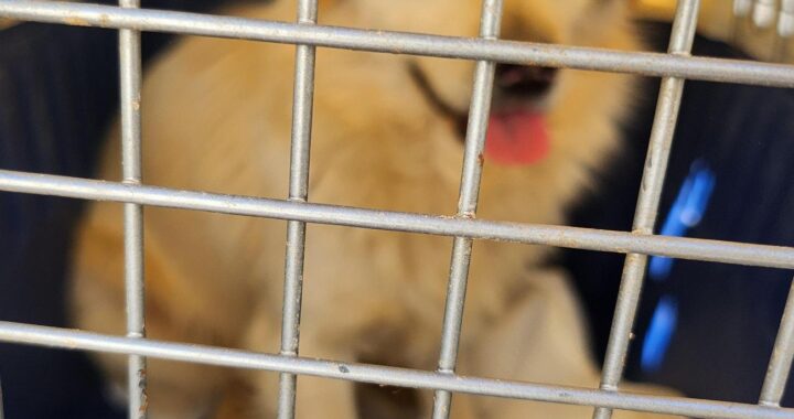 neugle pet 경남 함안 2026 00082