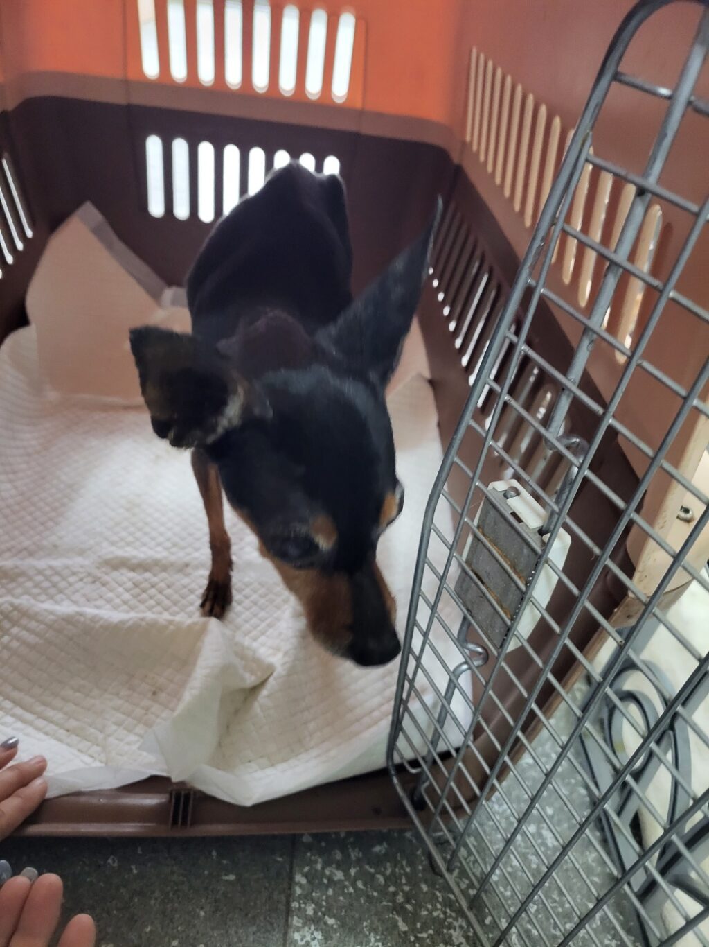 neugle pet 경남 함안 2026 00108