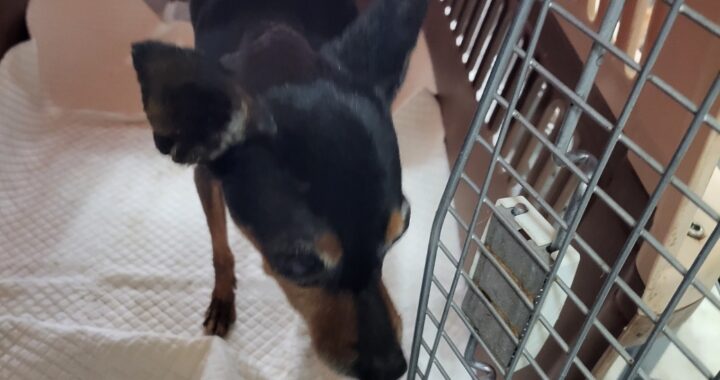 neugle pet 경남 함안 2026 00108