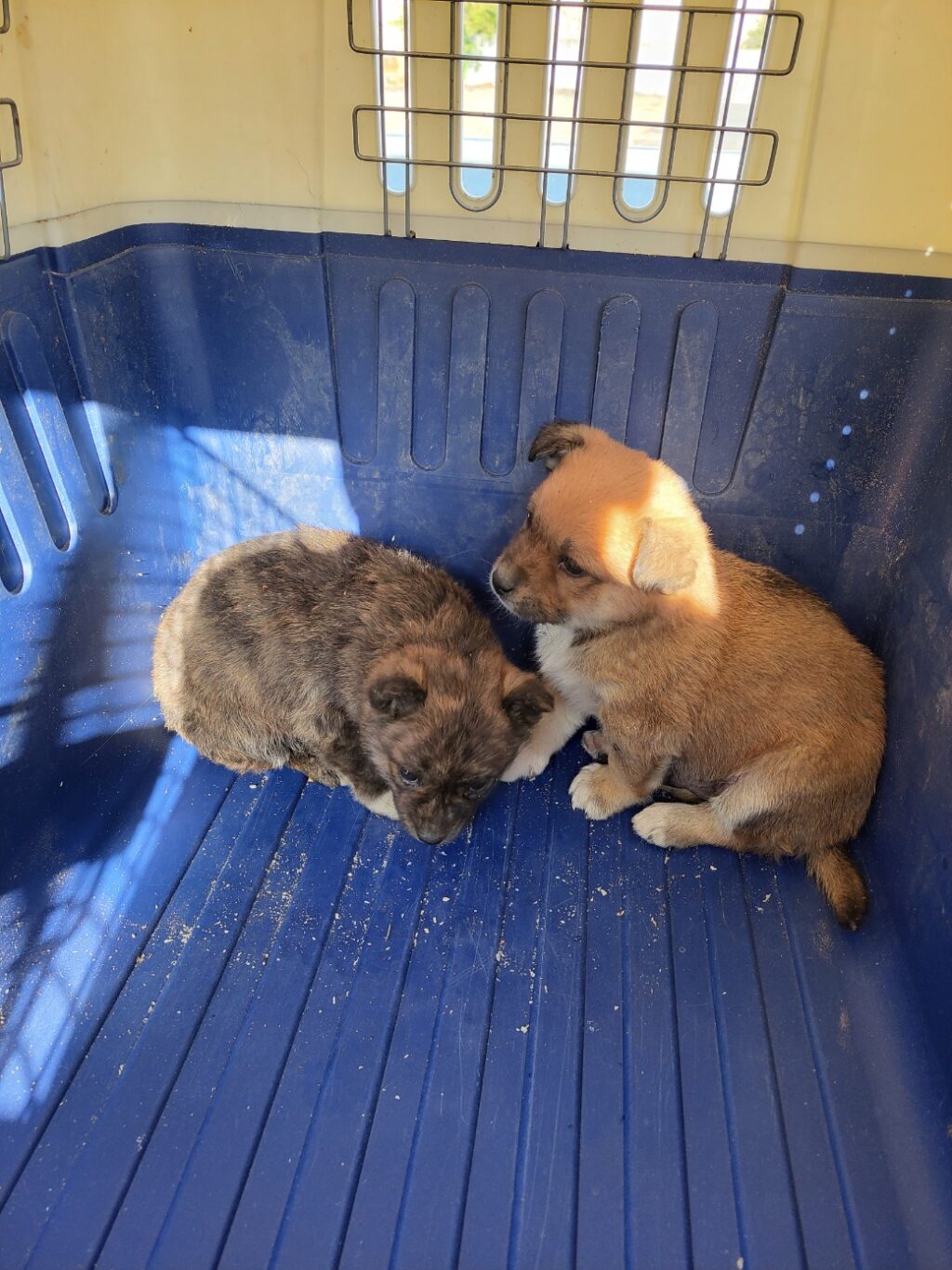 neugle pet 경남 함안 2026 00109