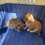 Sanin's Urgent Plea: A Fragile 믹스견 Puppy from Haman-gun, South Korea, Seeks International Adoption 12 neugle pet 경남 함안 2026 00110