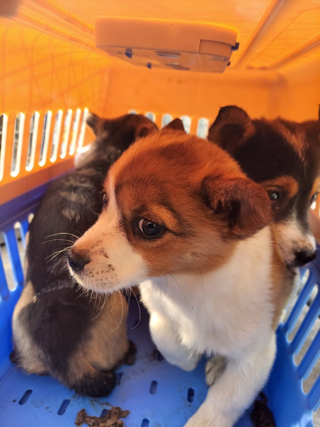 neugle pet 경남 함안 2026 00111