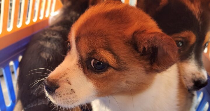 neugle pet 경남 함안 2026 00113